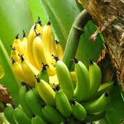 Vigntte banane1