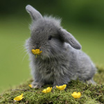 lapin-tout-mignon-lapinou_recadre150pix