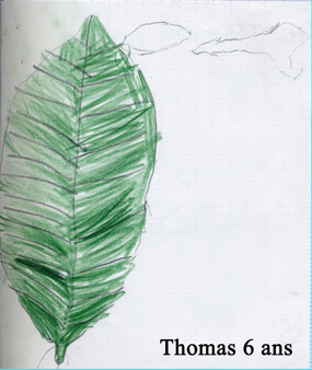 Les_feuilles_des_arbres_ne_tombent_pas_toutes.jpg